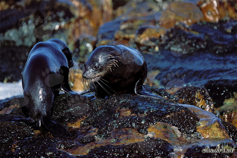 South African Fur Seals on Geyser Rock