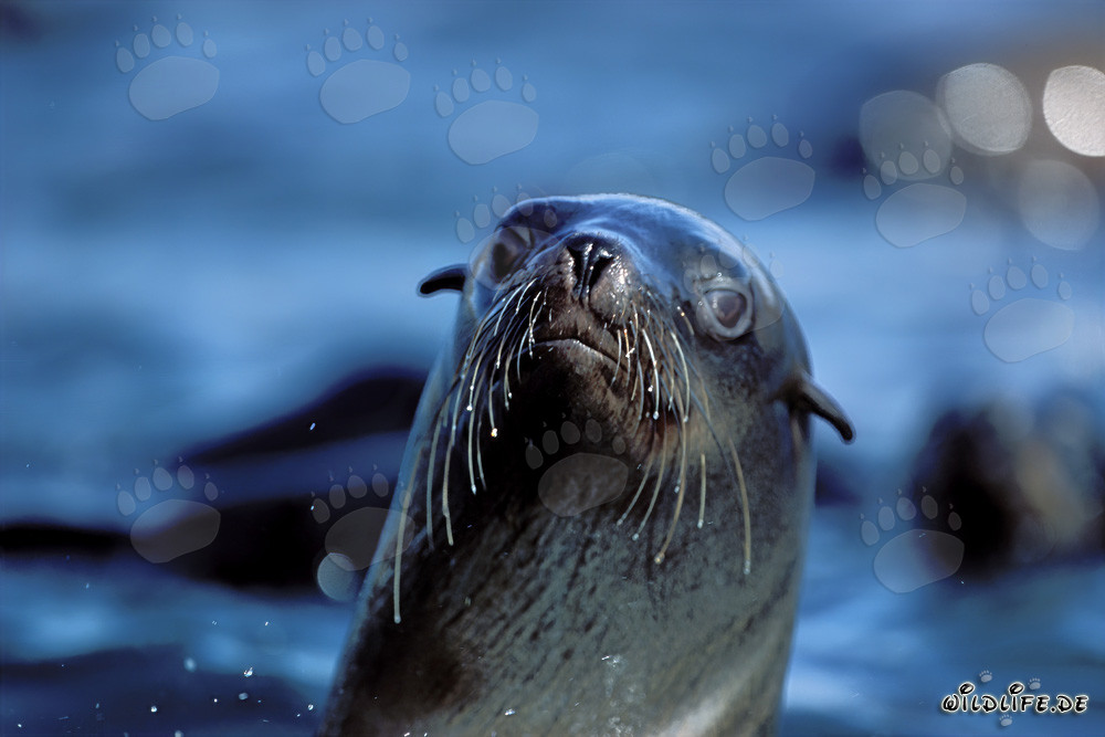 Foca dalla pelliccia sudafricana su Geyser Rock