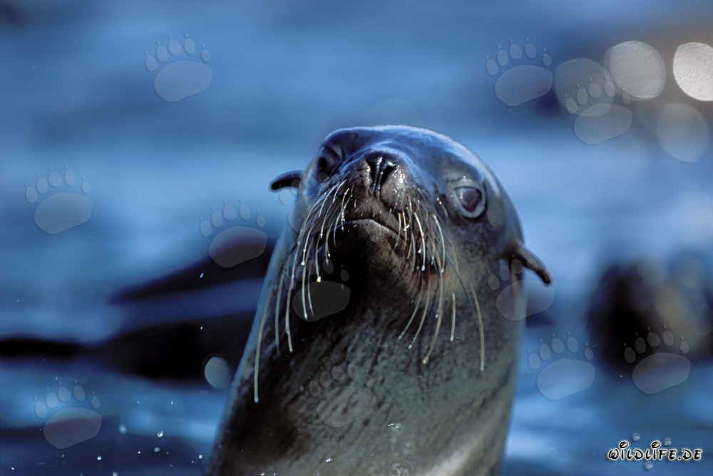 South African Fur Seal on Geyser Rock