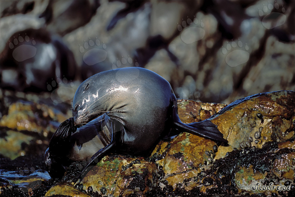 South African Fur Seal on Geyser Rock