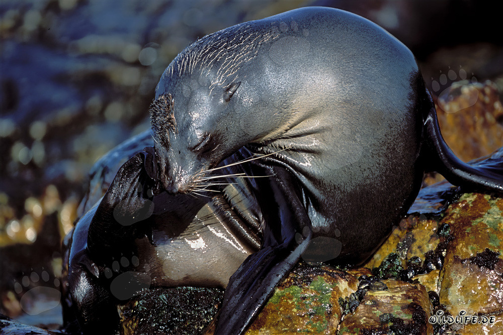 South African Fur Seal on Geyser Rock