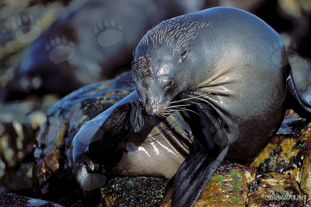 Foca de piel sudafricana en Geyser Rock
