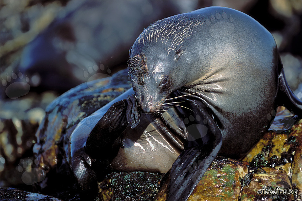 South African Fur Seal on Geyser Rock