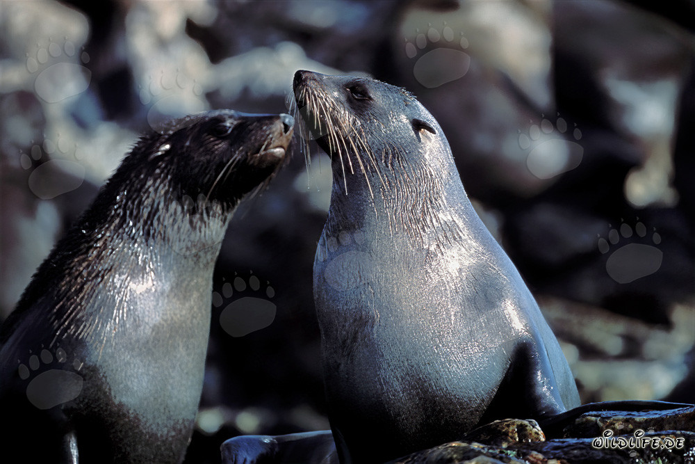 Focas de piel sudafricanas en Geyser Rock