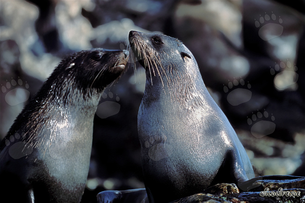 South African Fur Seals on Geyser Rock