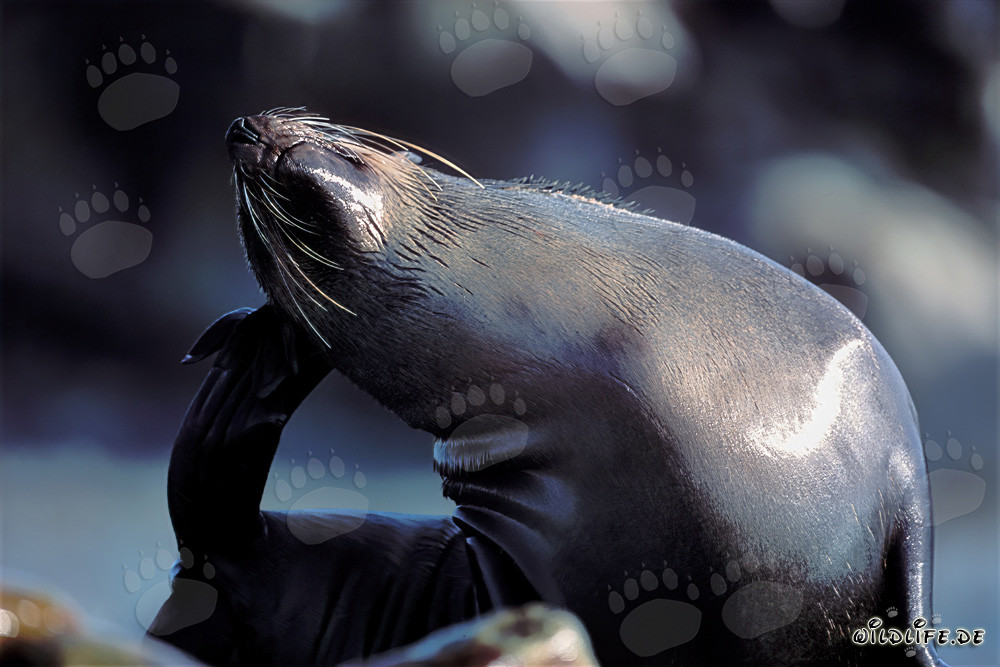 South African Fur Seal on Geyser Rock