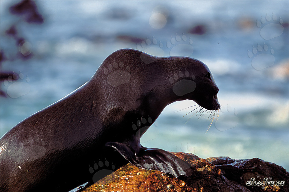 Foca dalla pelle sudafricana a Geyser Rock