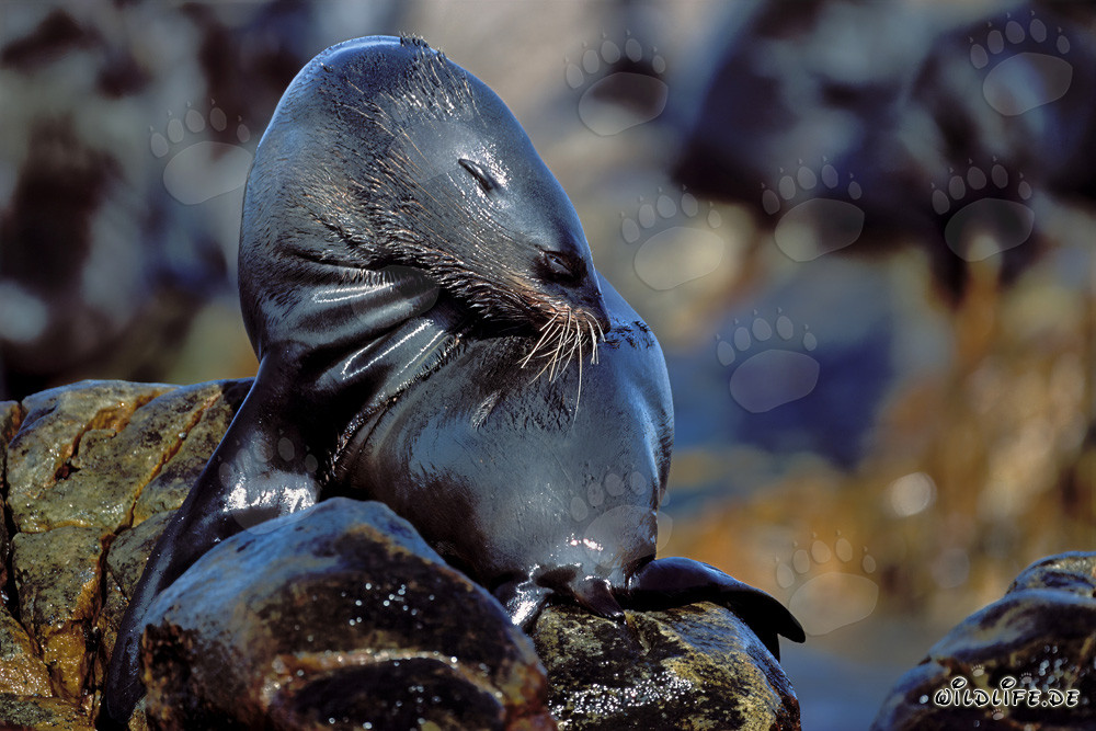 South African Fur Seal on Geyser Rock