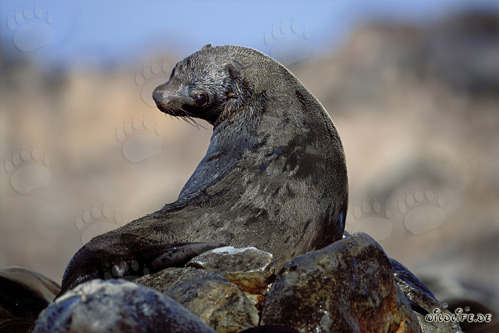 Foca dalla pelliccia sudafricana a Geyser Rock