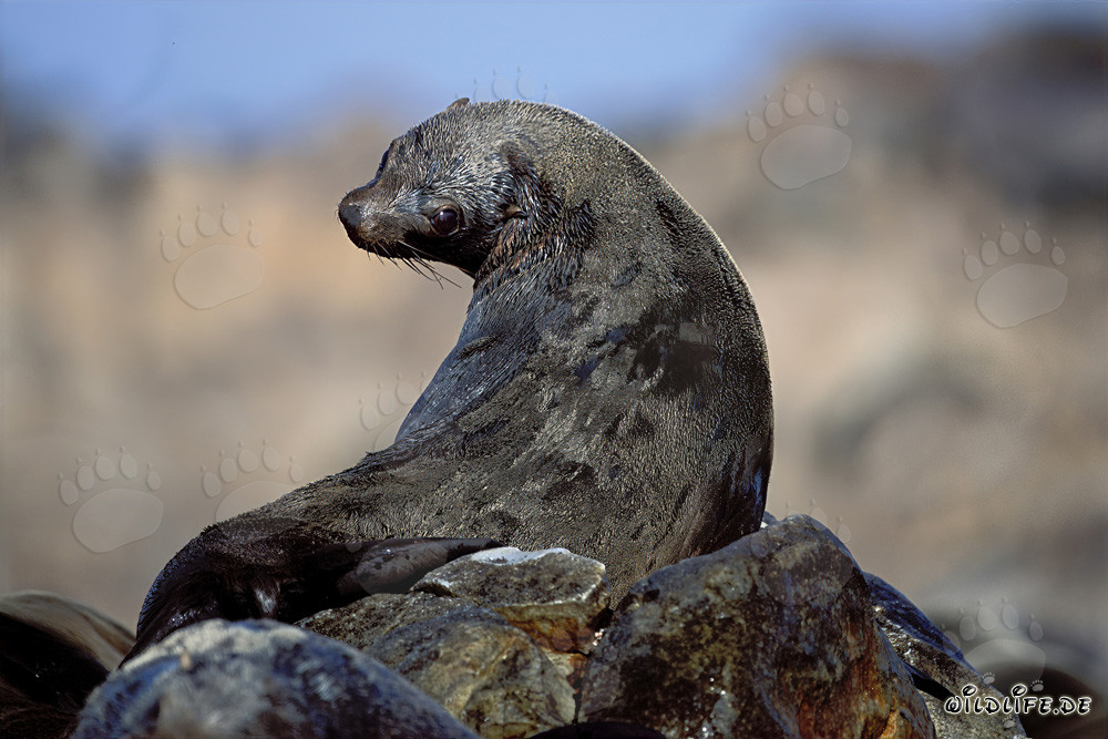 Foca de piel sudafricana en Geyser Rock