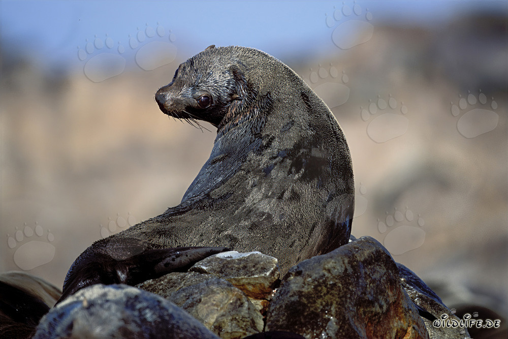 South African Fur Seal on Geyser Rock