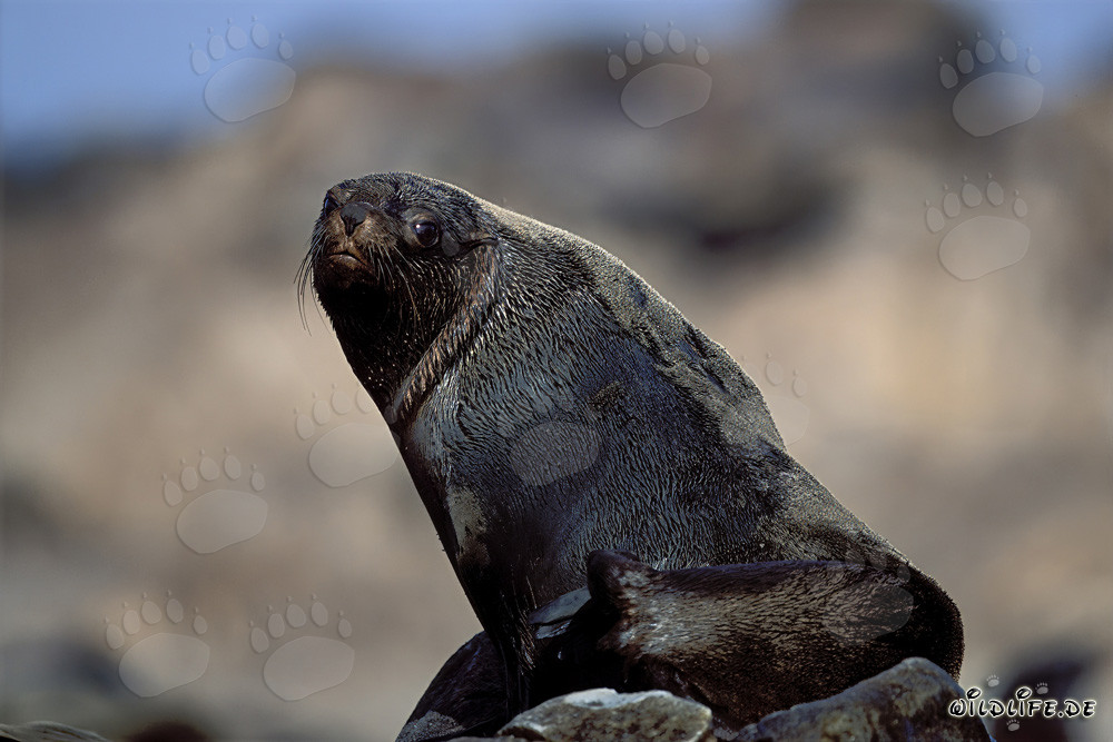 Foca dal pelo sudafricana a Geyser Rock