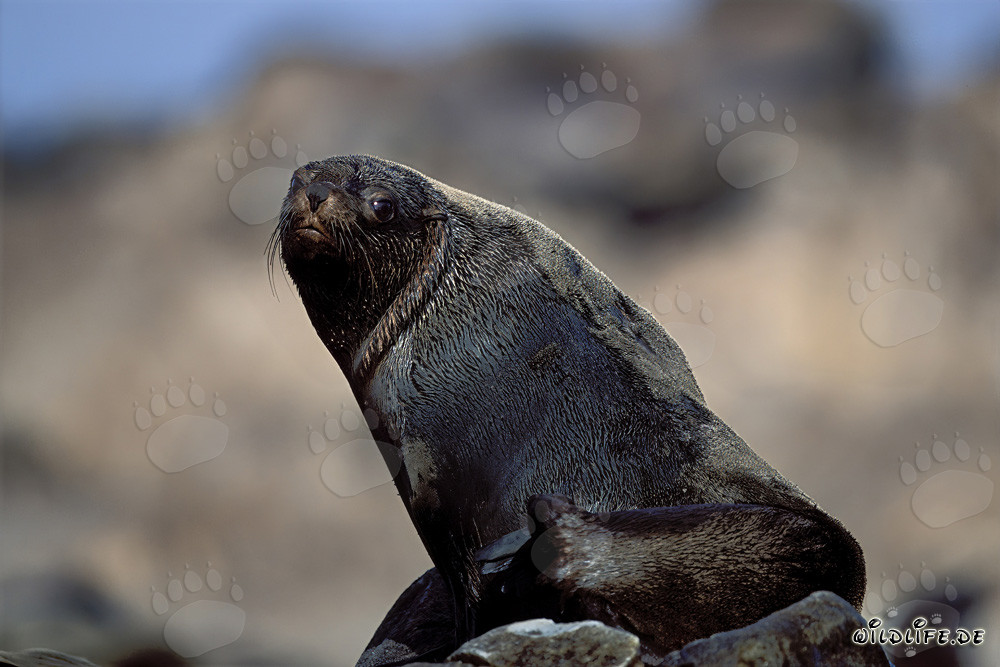 South African Fur Seal on Geyser Rock