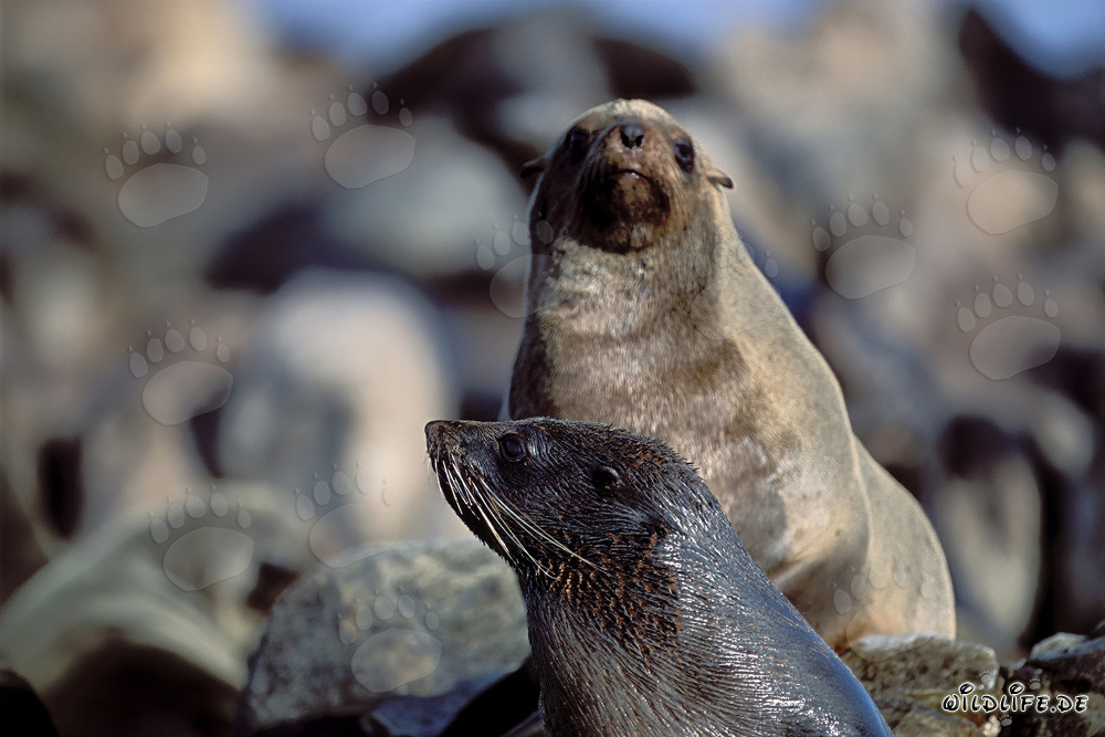 Otaries à fourrure d'Afrique du Sud sur Geyser Rock
