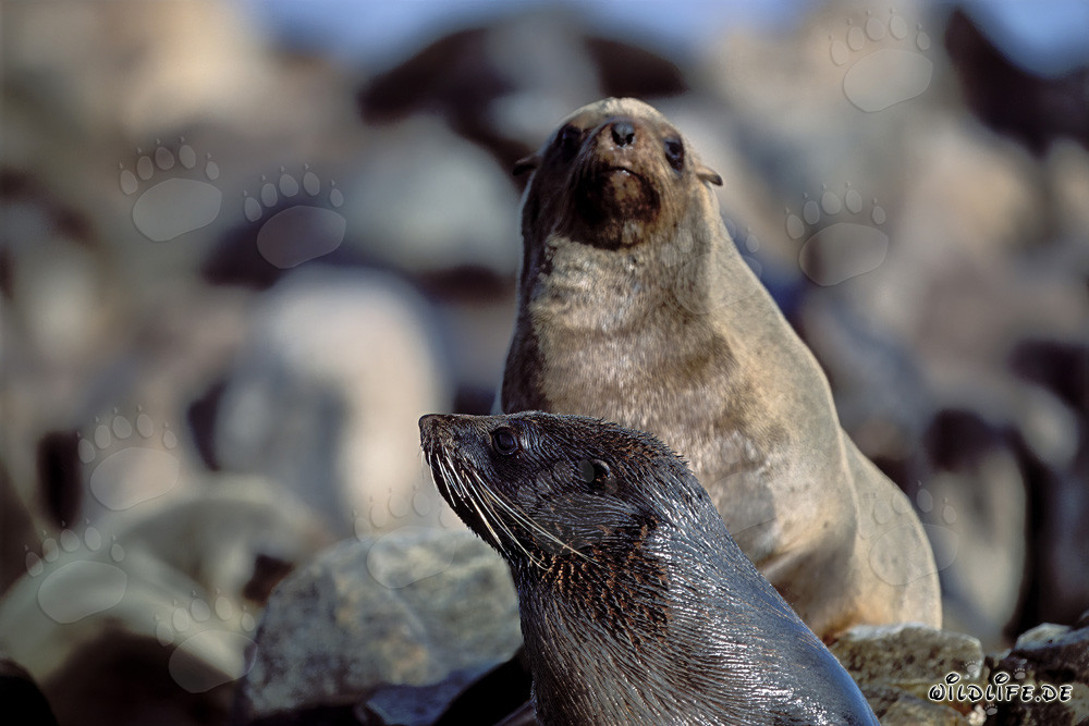 South African Fur Seals on Geyser Rock