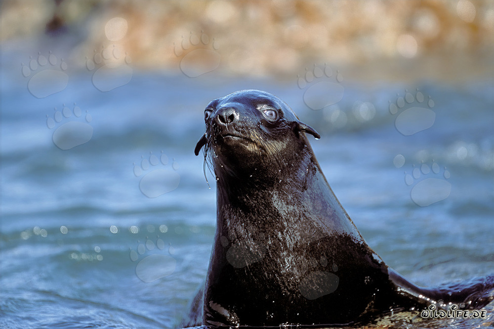 South African fur seal on the lookout at Geyser Rock