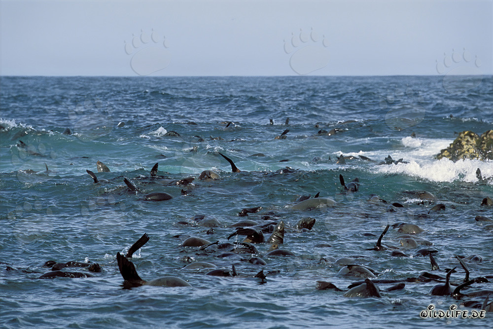 Otaries à fourrure ludiques devant Geyser Rock en Afrique du Sud
