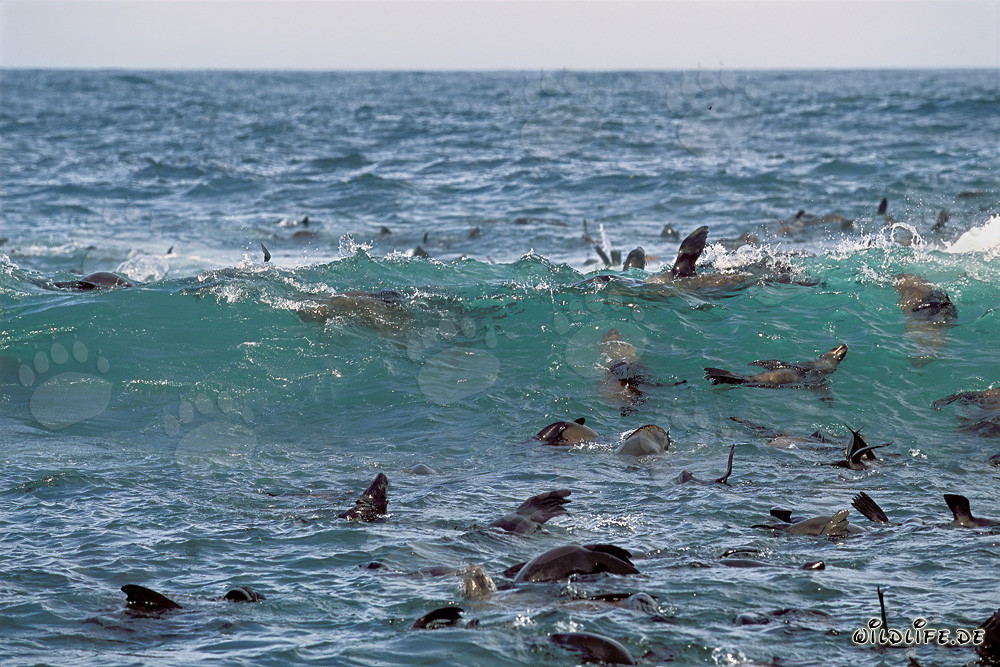 South African fur seal colony in front of Geyser Rock