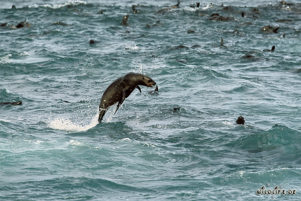 Foca giocosa in Sudafrica
