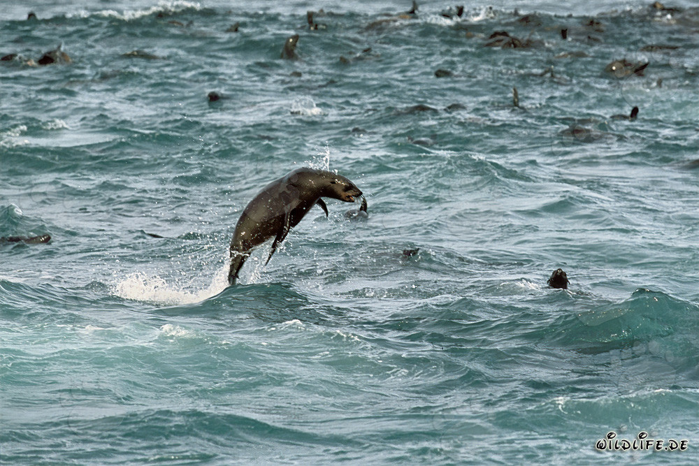 Phoque à fourrure joueur en Afrique du Sud