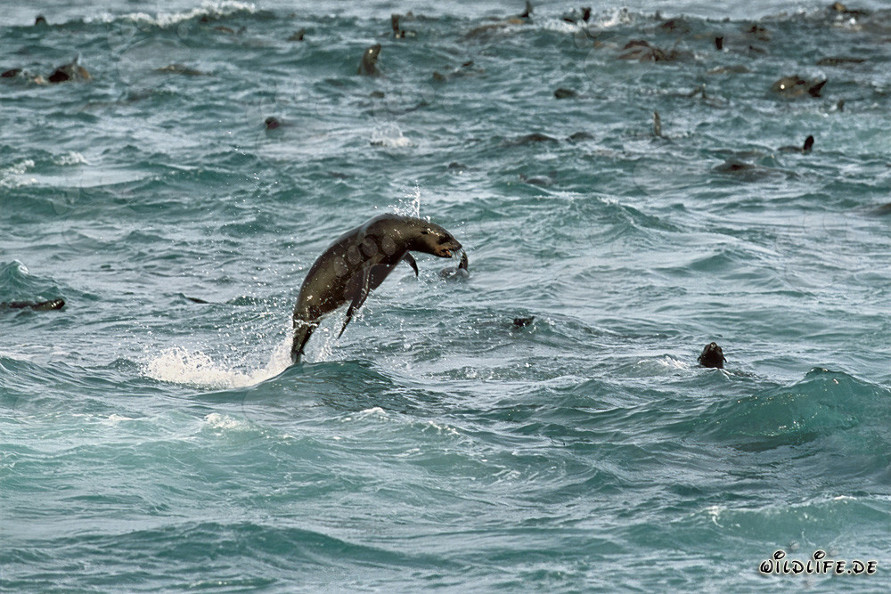 Playful fur seal in South Africa