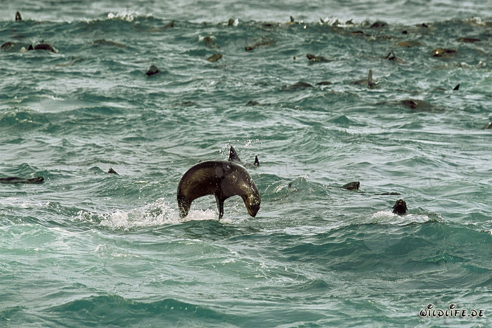 Foca de piel sudafricana salta elegantemente en el oleaje