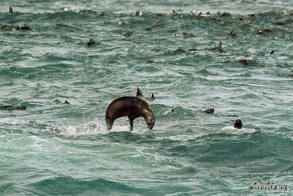 South African fur seal elegantly jumping in the swell