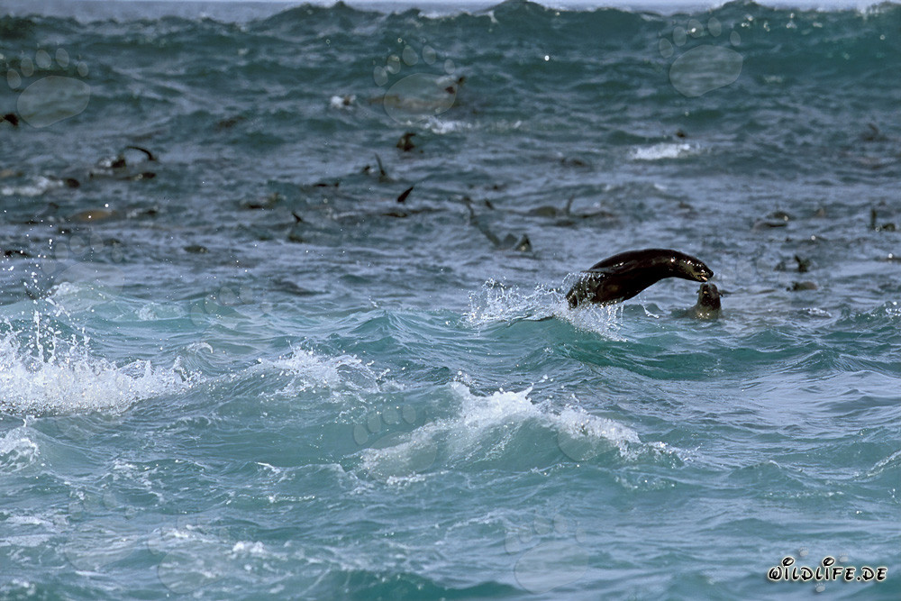 South African fur seals in the surf at Geyser Rock