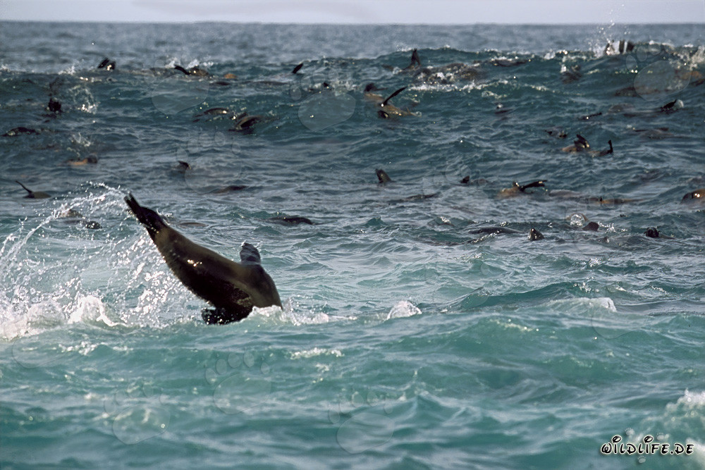 Otaries à fourrure sud-africaines dans les vagues