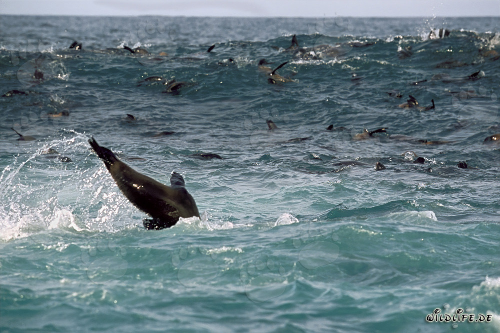 South African Fur Seals in the Surf