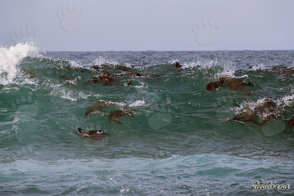 Playful South African fur seals in their natural habitat