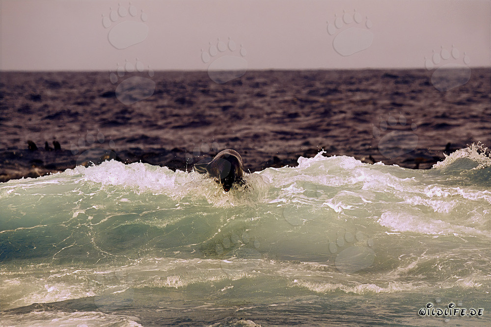 Foca sudáfricana de piel en las olas en Geyser Rock