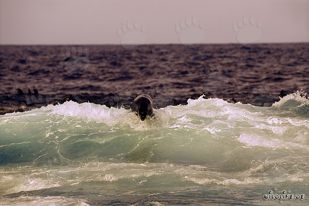 South African Fur Seal in the Surf at Geyser Rock