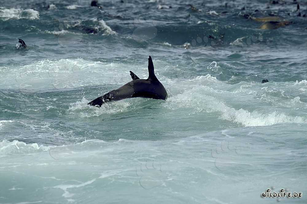 South African Fur Seals in the Surf