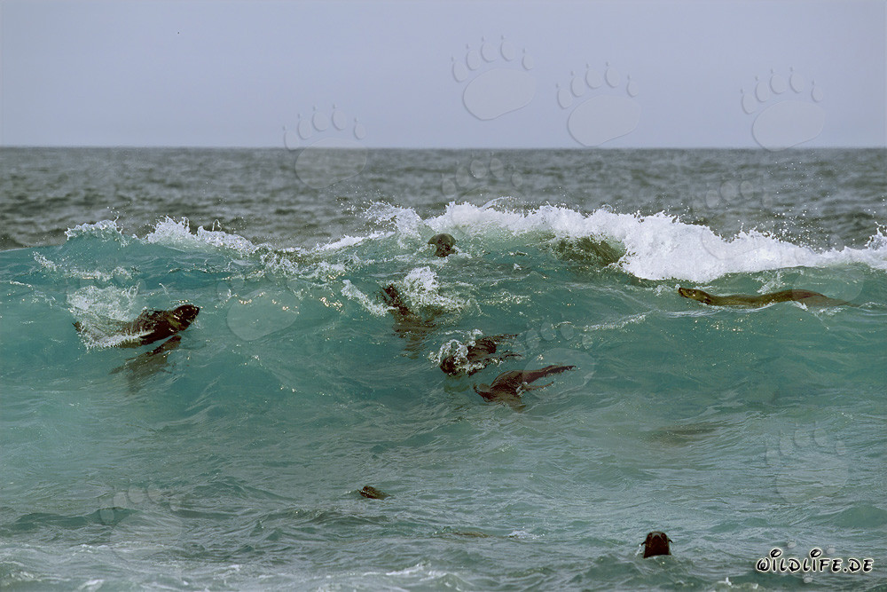 South African fur seals in the surf off Geyser Rock, Western Cape