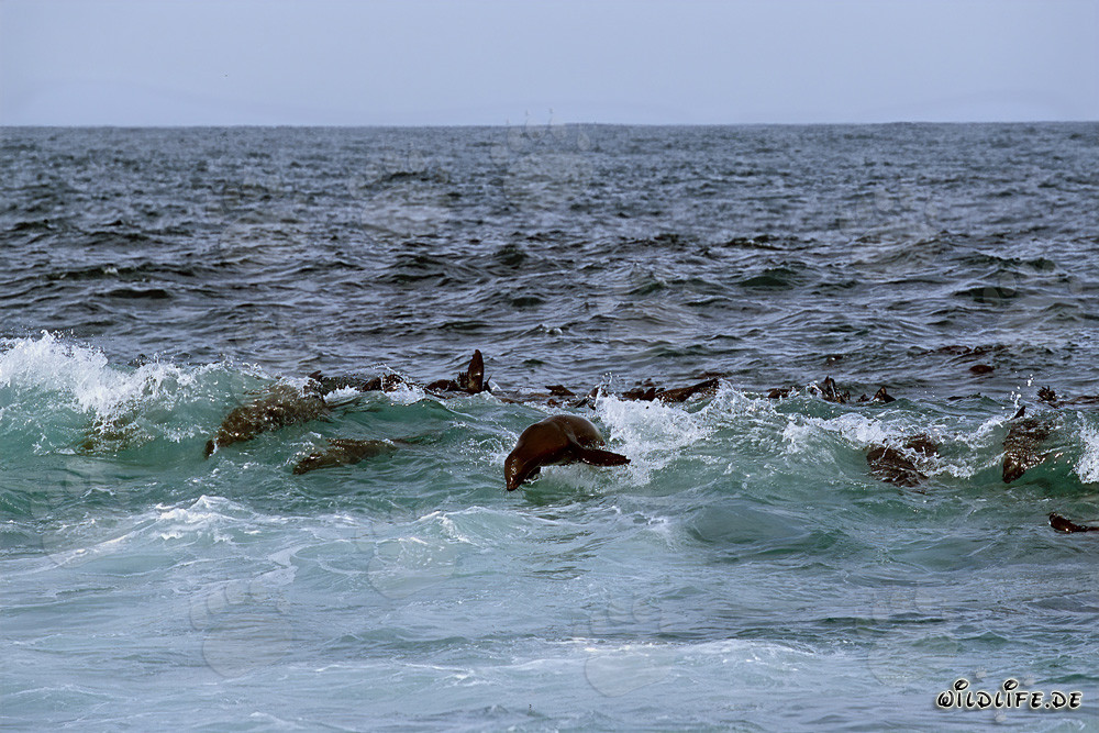 South African Fur Seals in the Surf
