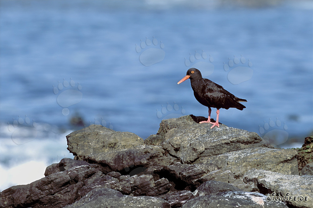 Raro Beccacciaio nero in Sudafrica