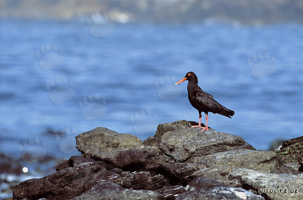 Rare African Black Oystercatcher in South Africa