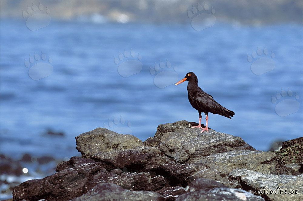 Raro Beccacciaio Nero in Sudafrica
