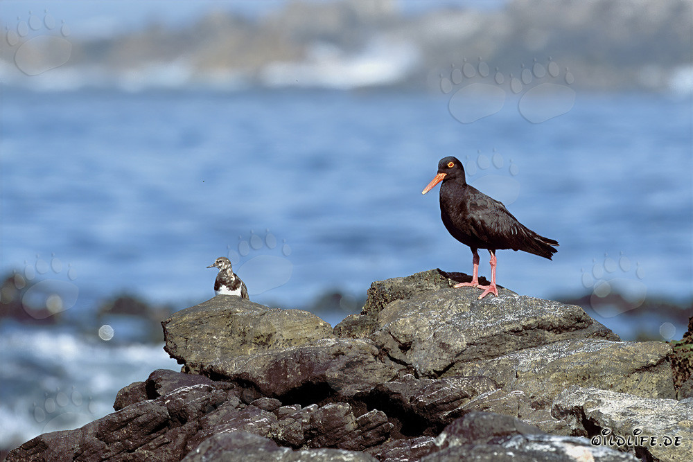 Rare African Black Oystercatcher in South Africa