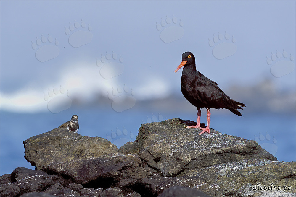 Endangered African Black Oystercatcher in South Africa