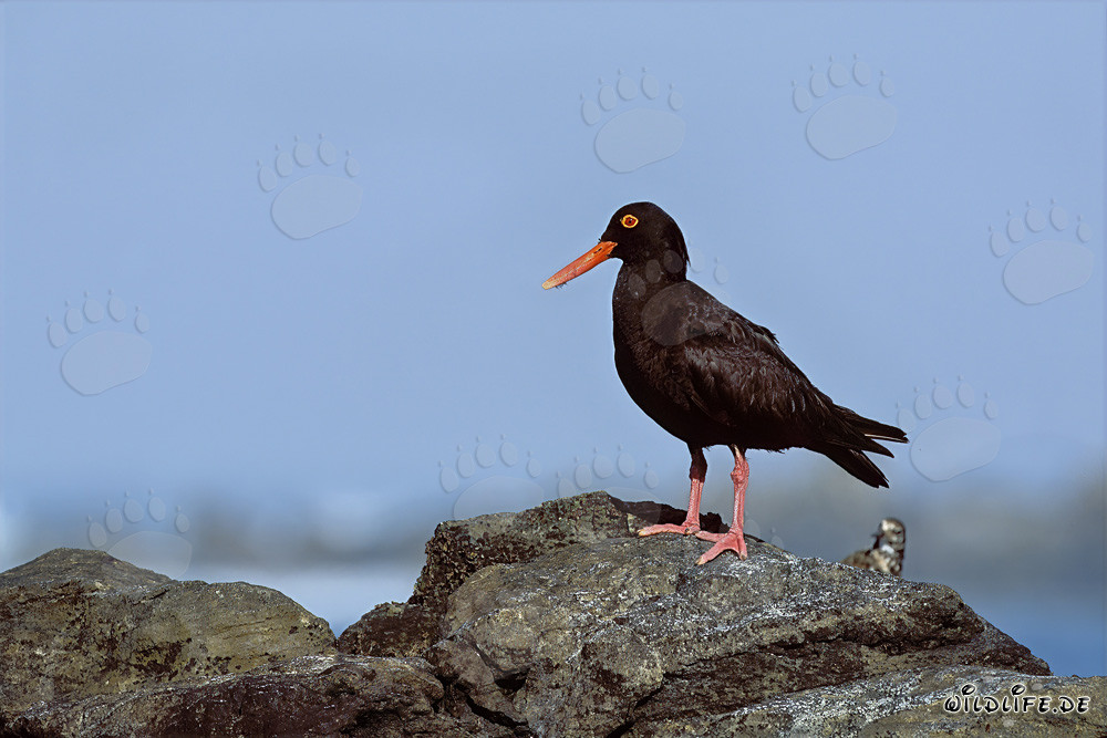 Rare African Black Oystercatcher in South Africa