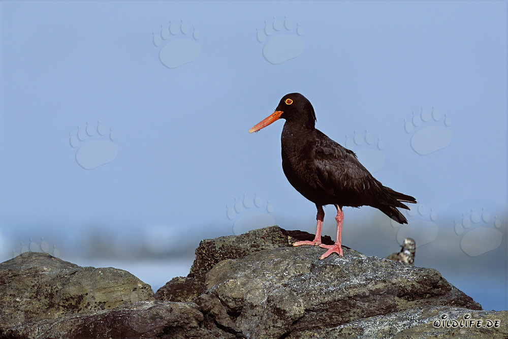 Raro Beccacciaio Nero in Sudafrica