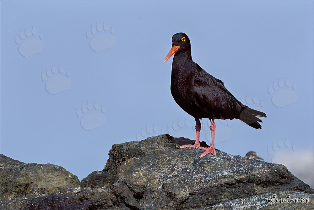 The endangered African Black Oystercatcher in South Africa