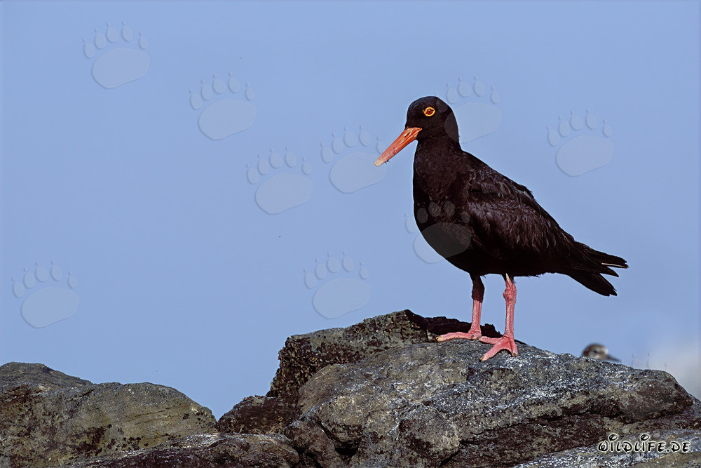 Rare African Black Oystercatcher in South Africa