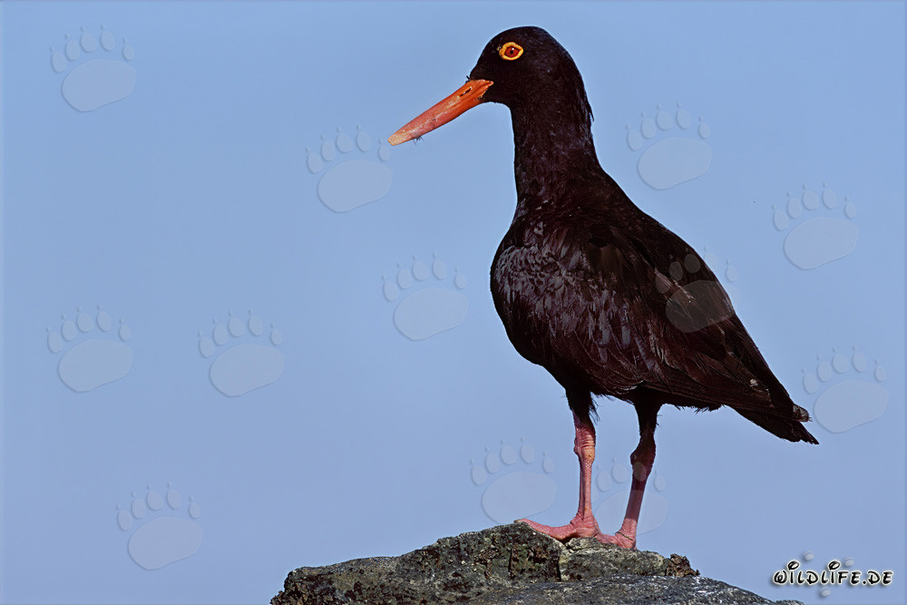 Schwarzer Austernfischer auf Dyer Island, Western Cape, Südafrika