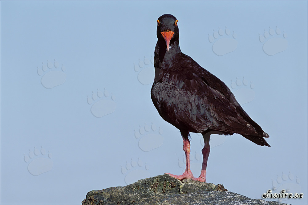 African Black Oystercatcher in Western Cape, South Africa