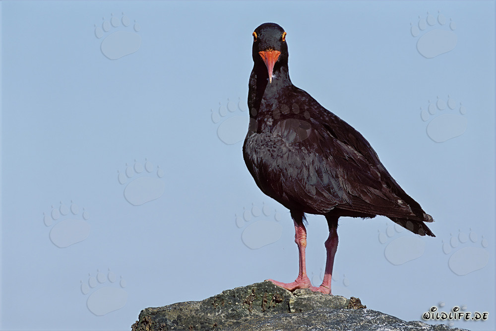 Beccaccia nera nella Western Cape, Sudafrica