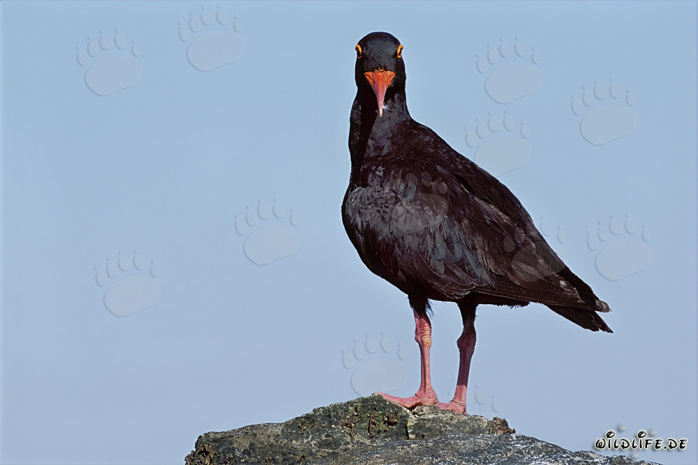 Ostrero negro en la Western Cape, Sudáfrica