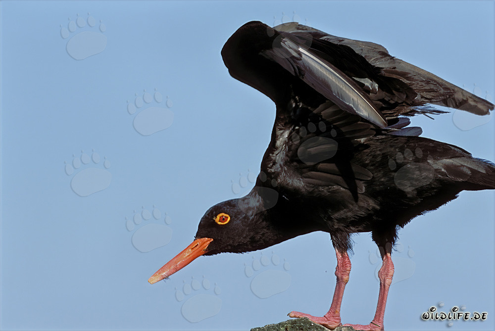 African Black Oystercatcher in South Africa